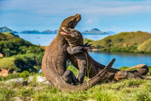 Pulau Komodo terpilih salah-satu tujuh keajaiban dunia baru