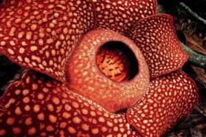 Bunga Rafflesia Arnoldi: Keajaiban Alam Indonesia yang Memukau