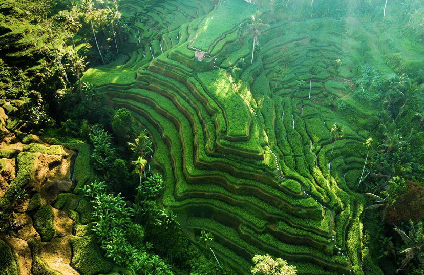 Keajaiban Alam Terindah di Dunia Tegalalang Rice Terrace