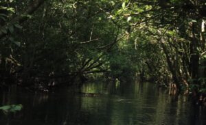 Keajaiban Hutan Kalimantan: Kekayaan Buah-Buahan dan Alam yang Subur