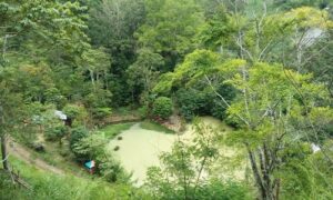 Melihat Keajaiban Gunung Leuser dari Kampung Kedah