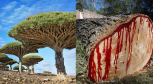 Keajaiban Alam Pulau Socotra, Misteri Pohon Dragon Blood