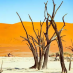 Dead Vlei, keajaiban alam yang gelap dan mati di Namibia