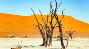 Dead Vlei, keajaiban alam yang gelap dan mati di Namibia