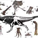 Dinosaurus besar yang baru ditemukan memiliki cara evolusi yang mirip dengan Tyrannosaurus rex