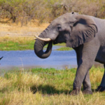 Keajaiban Bukit Tsodilo, Botswana