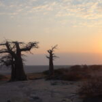 BOTSWANA: Keajaiban pohon baobab