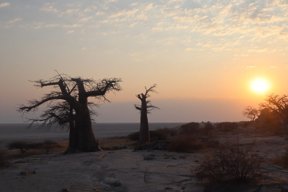 BOTSWANA: Keajaiban pohon baobab