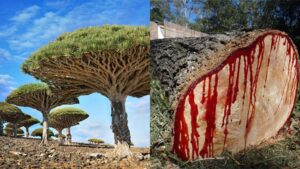 Keajaiban Alam Pulau Socotra, Misteri Pohon Dragon Blood