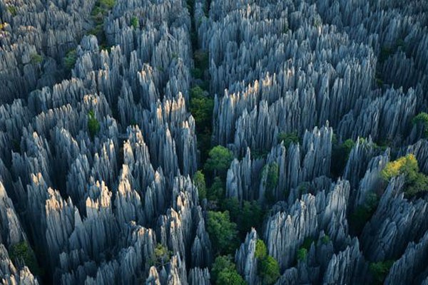 Keajaiban Madagaskar: Hutan Batu Paling Luas di Dunia